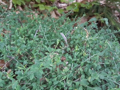 Genista pilosa