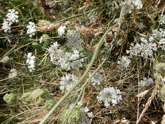 Apiaceae