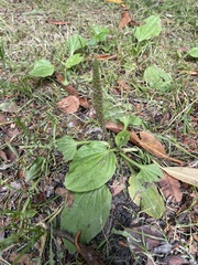 Plantago major