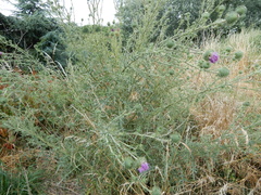 Cirsium vulgare