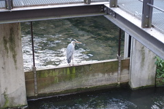 Ardea cinerea