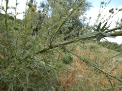 Cirsium vulgare