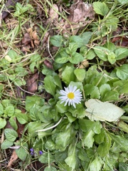 Bellis perennis