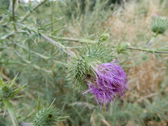 Cirsium vulgare