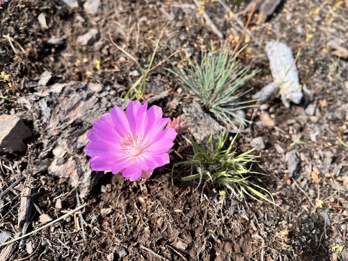iNaturalist observation 2022-07-10