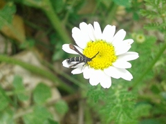 Sazonia fenusaeformis