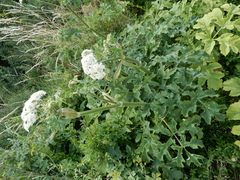 Apiaceae