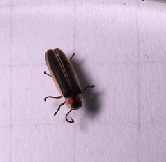 Photinus sabulosus