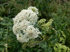 Apiaceae