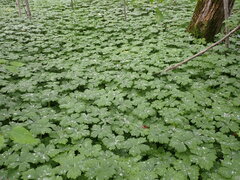 Anemonastrum baicalense
