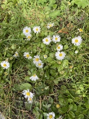 Bellis perennis