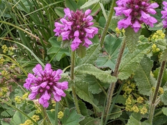 Betonica hirsuta