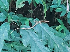 Takydromus kuehnei