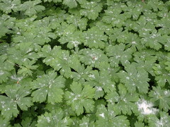 Anemonastrum baicalense