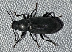 Xylopinus saperdoides