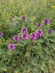 Betonica hirsuta