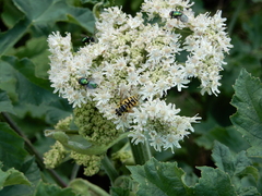Myathropa florea