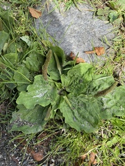 Plantago major