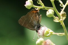 Satyrium w-album
