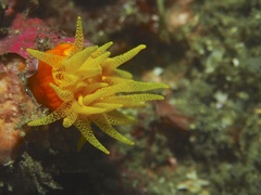 Dendrophyllia
