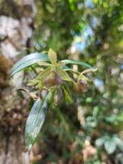 Epidendrum proligerum