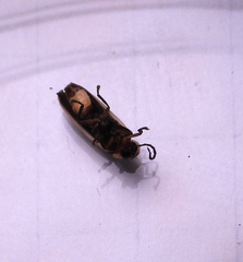 Photinus sabulosus