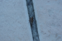 Anoscopus histrionicus