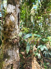 Epidendrum proligerum