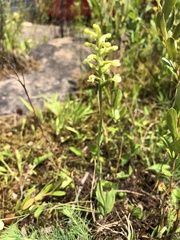 Platanthera clavellata