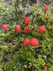 Gentianella rupicola