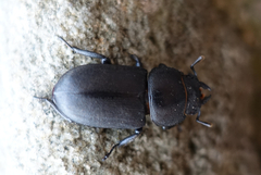 Dorcus parallelipipedus