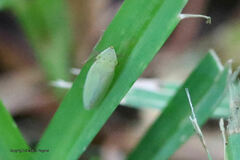 Draeculacephala balli