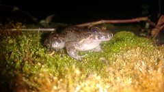Leptodactylus colombiensis