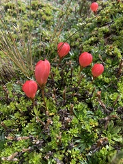 Gentianella rupicola