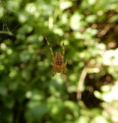 Araneus diadematus