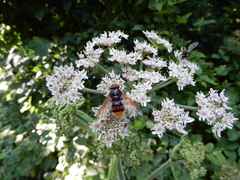 Volucella zonaria