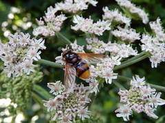 Volucella zonaria