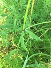 Galium rubioides