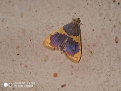 Rehimena phrynealis