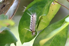 Halysidota cinctipes