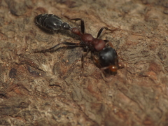 Tetraponera rufonigra