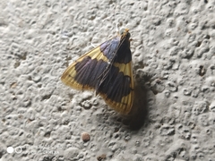 Rehimena phrynealis