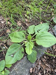 Plantago major