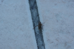 Anoscopus histrionicus