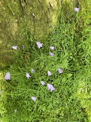 Campanula rotundifolia