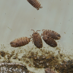 Armadilloniscus coronacapitalis