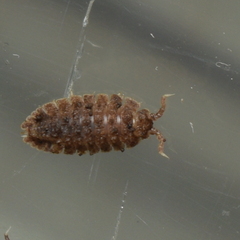 Armadilloniscus coronacapitalis