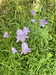 Campanula rotundifolia