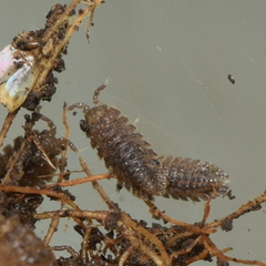 Armadilloniscus coronacapitalis