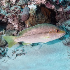 Lutjanus vitta
